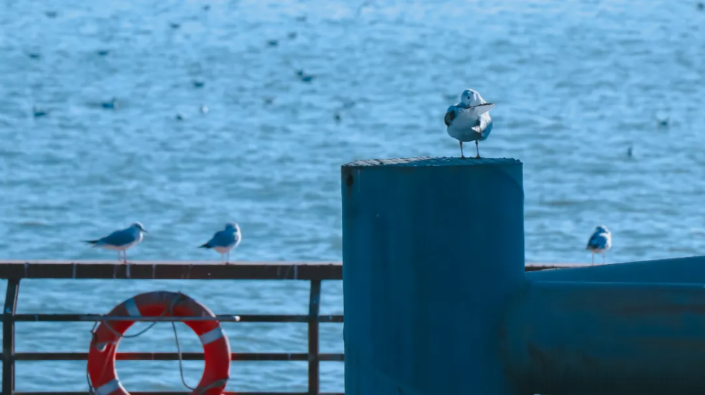 首届乌海观鸟嘉年华启动 首届乌海观鸟嘉年华启动