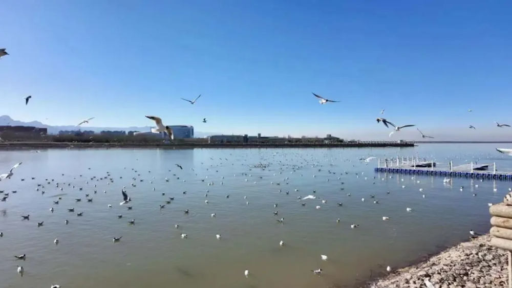 首届乌海观鸟嘉年华启动 首届乌海观鸟嘉年华启动