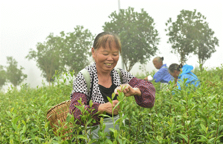 “镇”兴关键词⑤| 重庆市綦江区石角镇:多元产业引活水山乡“蝶变”焕新生 图片1