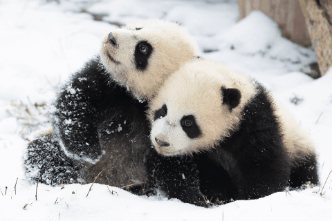 在成都|从晨曦到夜色,感受生态之城的绿色脉搏
