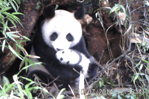 在成都|从晨曦到夜色,感受生态之城的绿色脉搏