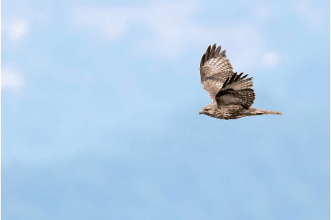 在成都|从晨曦到夜色,感受生态之城的绿色脉搏