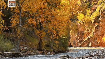 新疆特克斯：喀拉峻峡谷“秋日穿搭”已更新！