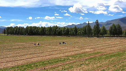 青稞“蜕变”,牦牛“出圈”!看西藏农牧民的“十四五”丰收答卷 青稞“蜕变”,牦牛“出圈”!看西藏农牧民的“十四五”丰收答卷