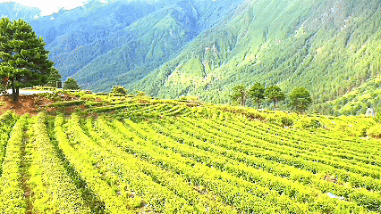 青稞“蜕变”,牦牛“出圈”!看西藏农牧民的“十四五”丰收答卷 青稞“蜕变”,牦牛“出圈”!看西藏农牧民的“十四五”丰收答卷