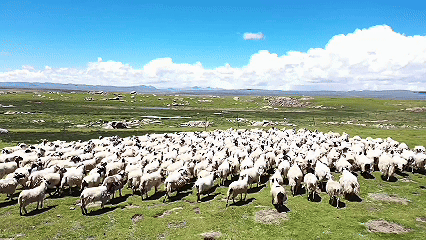 青稞“蜕变”,牦牛“出圈”!看西藏农牧民的“十四五”丰收答卷 青稞“蜕变”,牦牛“出圈”!看西藏农牧民的“十四五”丰收答卷