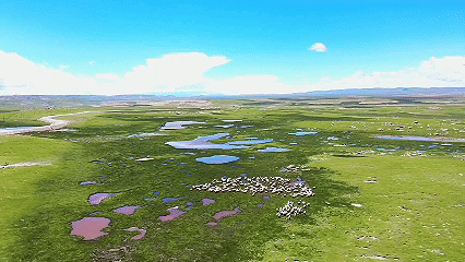 青稞“蜕变”,牦牛“出圈”!看西藏农牧民的“十四五”丰收答卷 青稞“蜕变”,牦牛“出圈”!看西藏农牧民的“十四五”丰收答卷