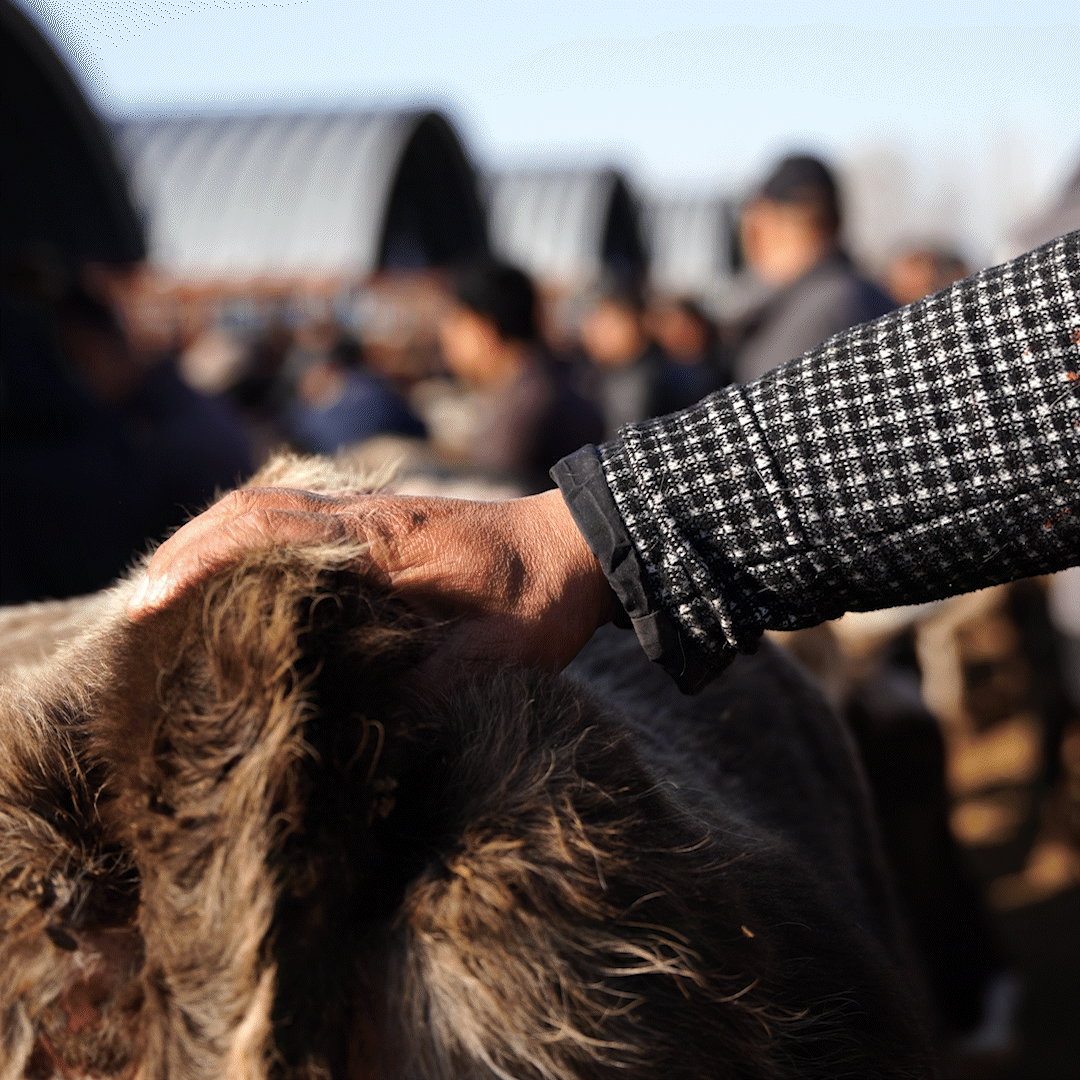 在新疆的巴扎 他们是连接牧场和市场的“纽带”