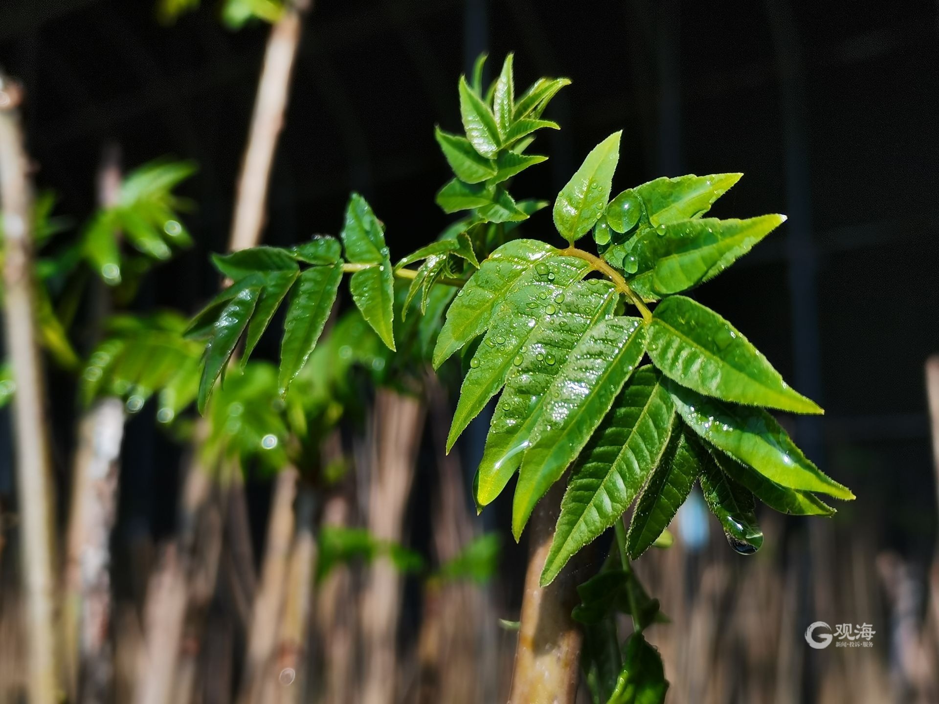 一个大棚最多一天可采摘数百斤！青岛这里的香椿丰收啦