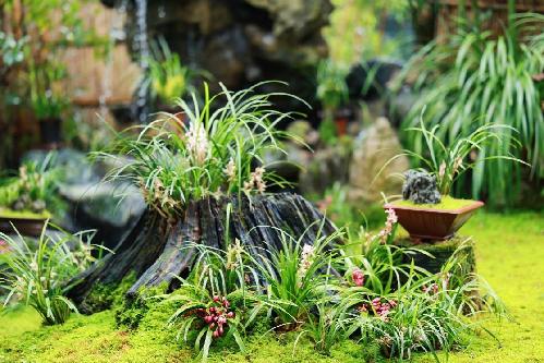 成都第三届兰花展在杜甫草堂启幕