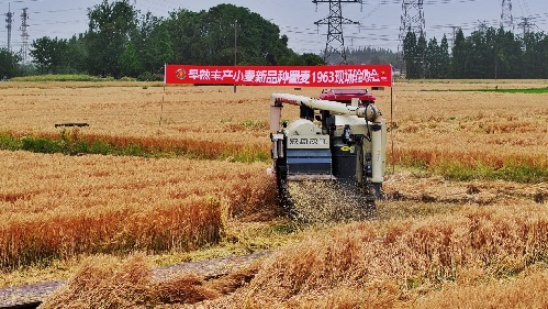 “蜀麦1963”测产助力“天府粮仓”建设提速