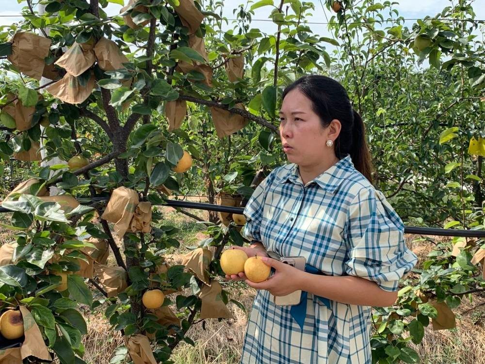 新融合、新裂变、新升级……看重庆丘陵山区如何“长”出188个专业镇村 新融合、新裂变、新升级……看重庆丘陵山区如何“长”出188个专业镇村