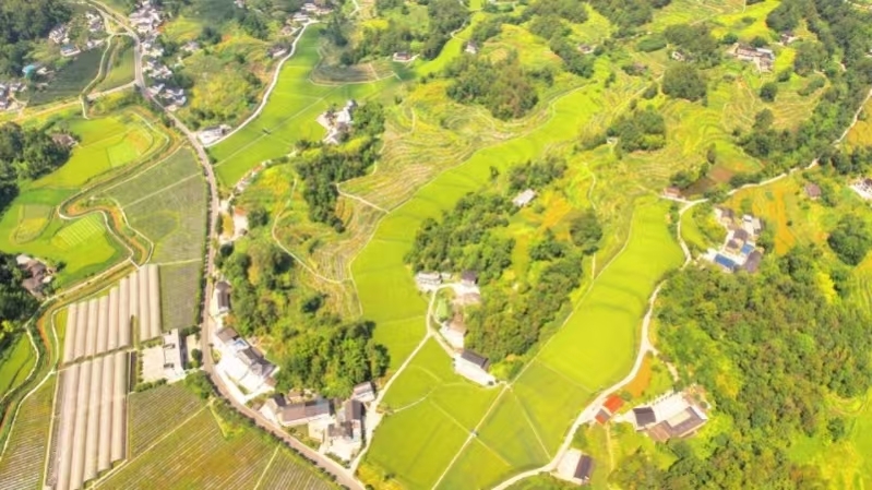 “镇”兴关键词⑥|重庆市南川区河图镇：集体经济化零为整 农旅融合点“绿”成金