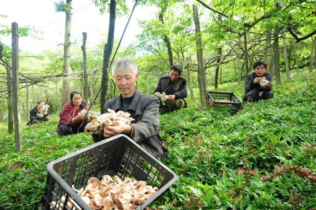 “苦黄连”释放“甜效益”，看重庆石柱黄连怎么卖出好价钱？