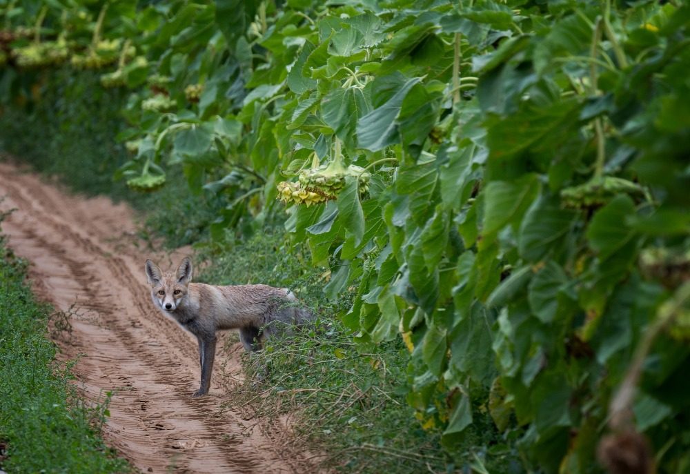 乌兰布和沙漠的 “意外之喜”:荒沙变生态乐园 乌兰布和沙漠的 “意外之喜”:荒沙变生态乐园