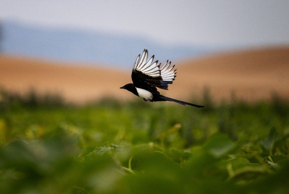乌兰布和沙漠的 “意外之喜”:荒沙变生态乐园 乌兰布和沙漠的 “意外之喜”:荒沙变生态乐园