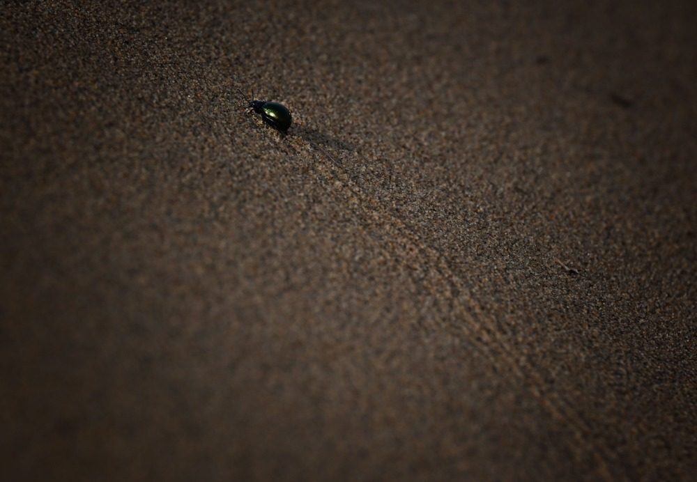 乌兰布和沙漠的 “意外之喜”:荒沙变生态乐园 乌兰布和沙漠的 “意外之喜”:荒沙变生态乐园