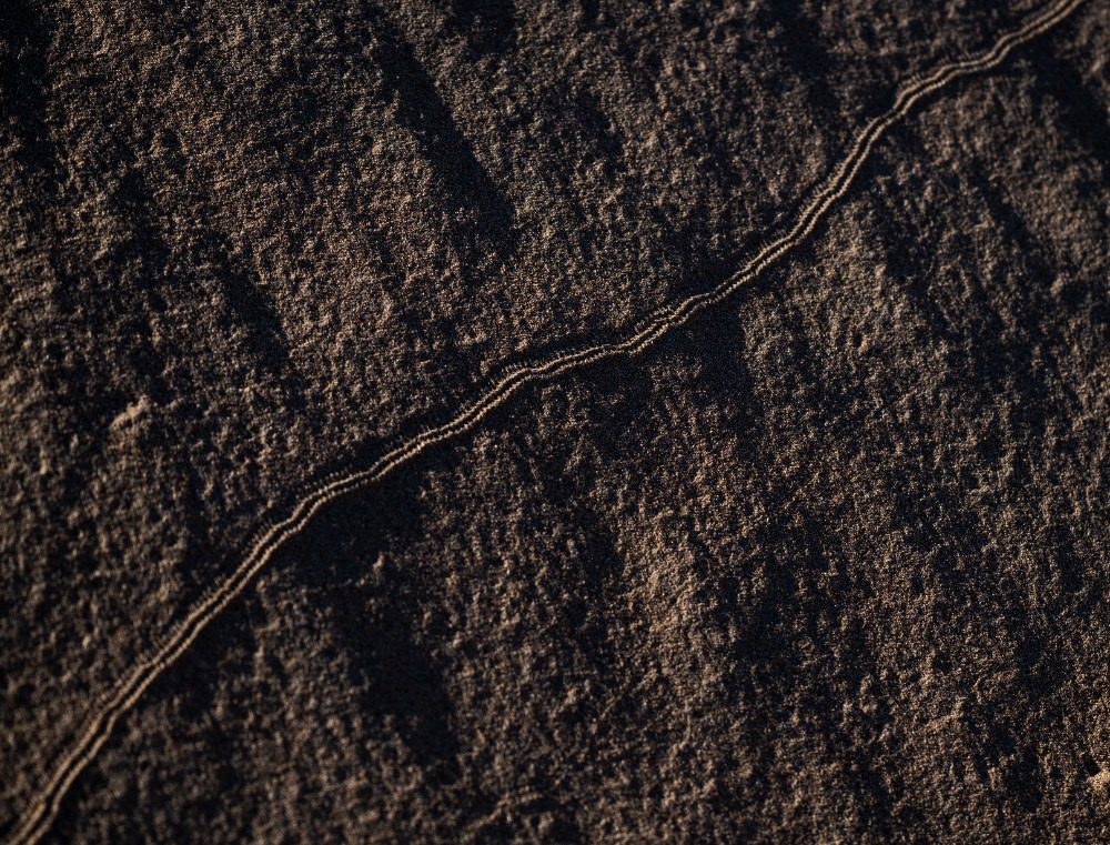 乌兰布和沙漠的 “意外之喜”：荒沙变生态乐园