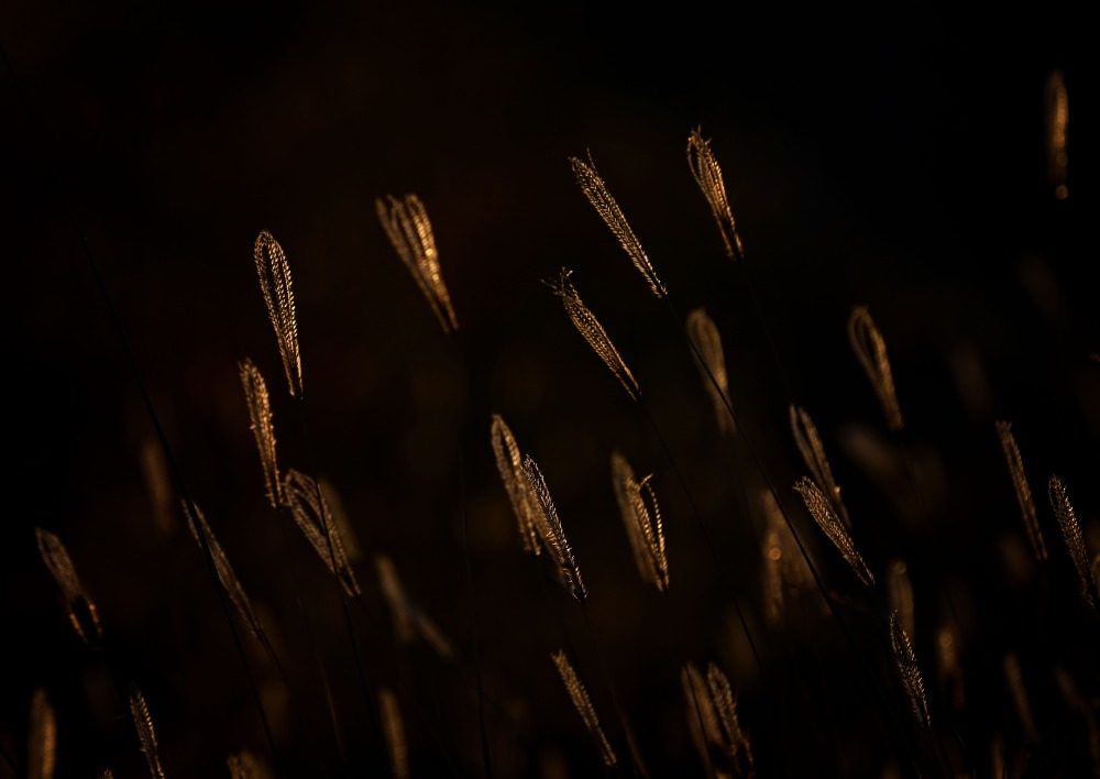 乌兰布和沙漠的 “意外之喜”:荒沙变生态乐园 乌兰布和沙漠的 “意外之喜”:荒沙变生态乐园