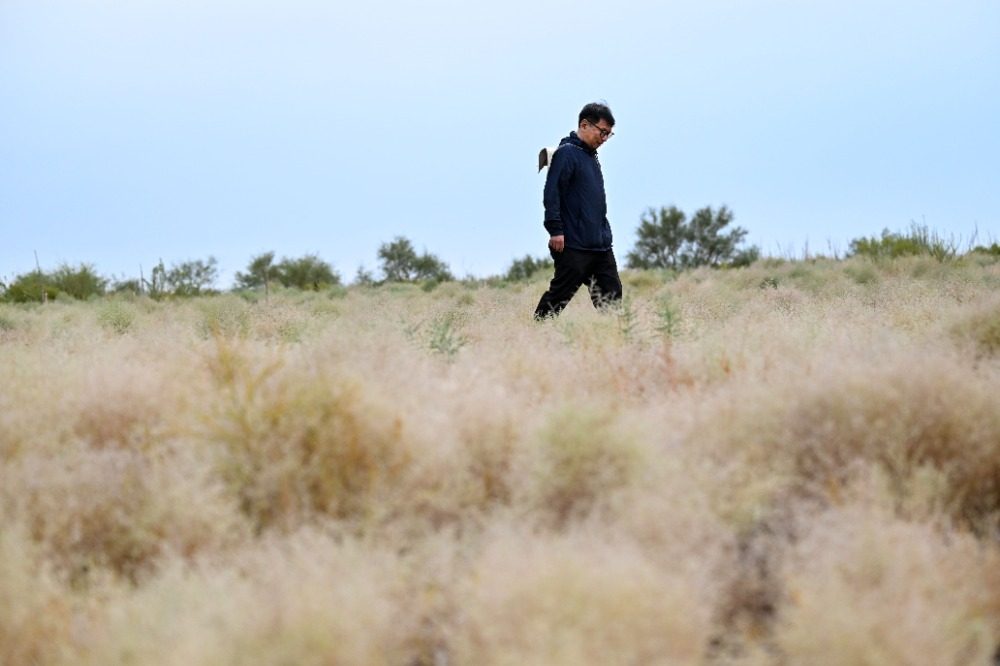 乌兰布和沙漠的 “意外之喜”:荒沙变生态乐园 乌兰布和沙漠的 “意外之喜”:荒沙变生态乐园