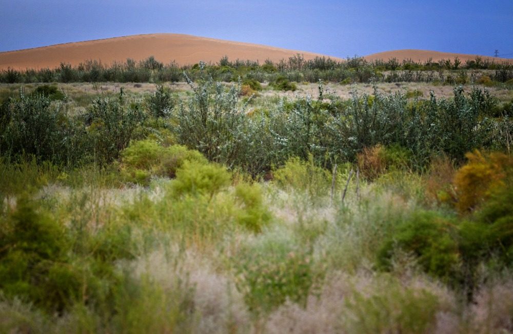乌兰布和沙漠的 “意外之喜”:荒沙变生态乐园 乌兰布和沙漠的 “意外之喜”:荒沙变生态乐园