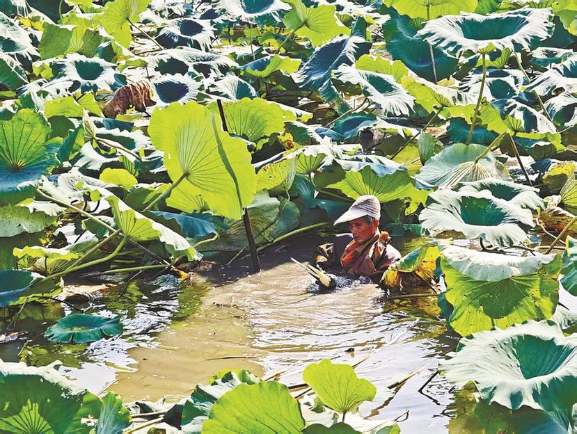 马鞍山雨山区：泥塘深处“掘金”忙