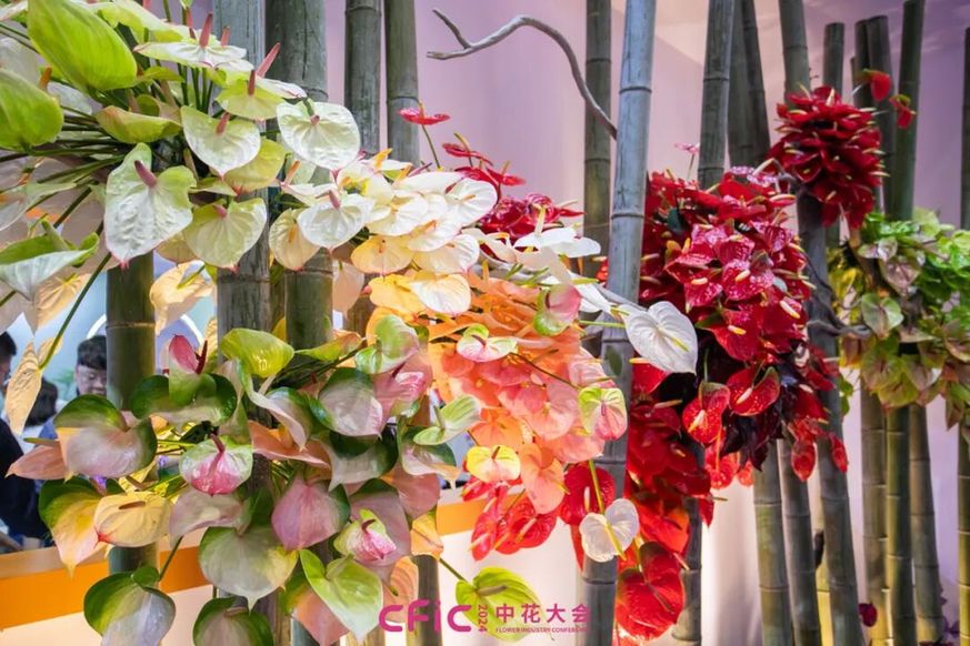 无锡举办2025中花大会 2.4万平方米展区呈现花卉产业新图景