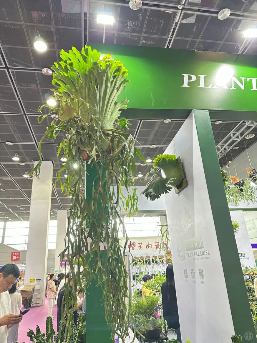 无锡举办2025中花大会 2.4万平方米展区呈现花卉产业新图景