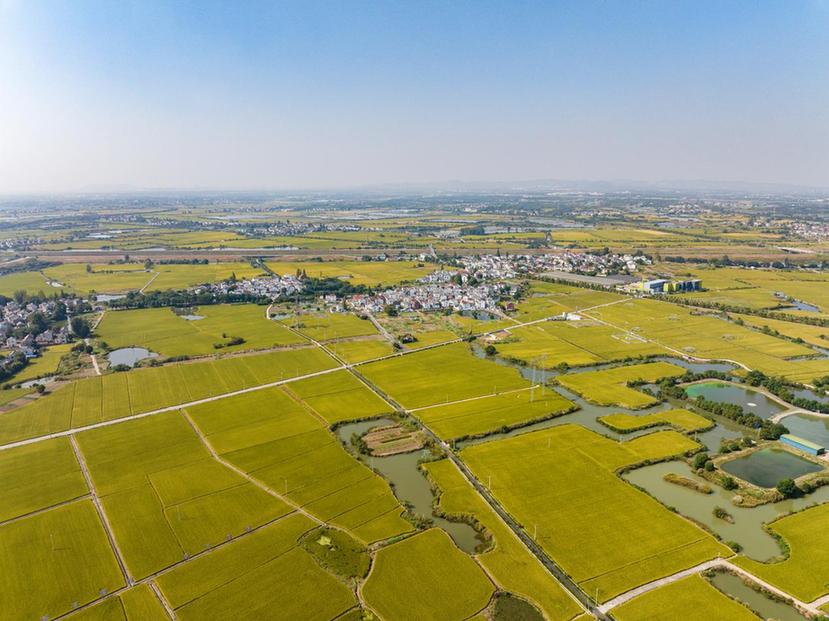 南京江宁：水稻收割基本结束 各类新米成市民“心头好”