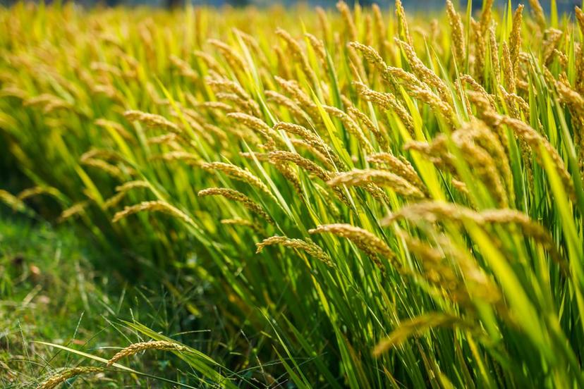 南京江宁：水稻收割基本结束 各类新米成市民“心头好”