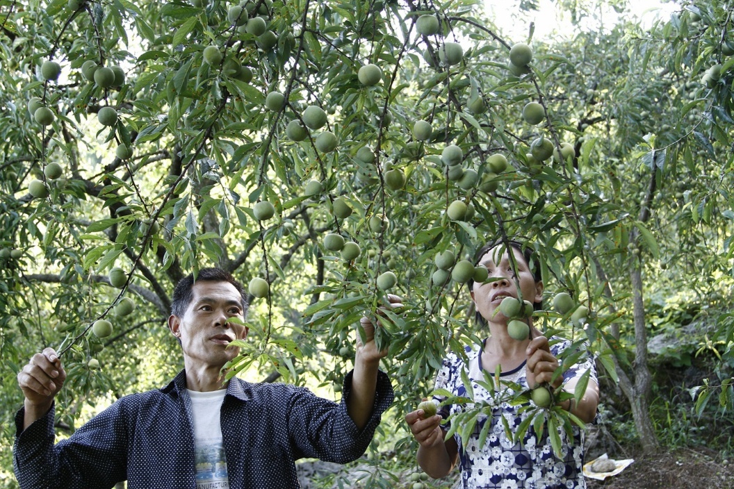 十年守护绘青绿 重庆以系统治理书写长江生态保护答卷