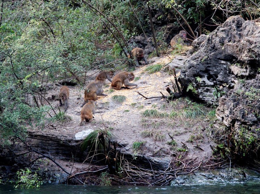 十年守护绘青绿 重庆以系统治理书写长江生态保护答卷