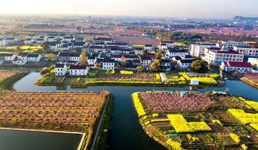 江苏江阴顾山镇：一颗桃，激活产业强镇 “一池春水”