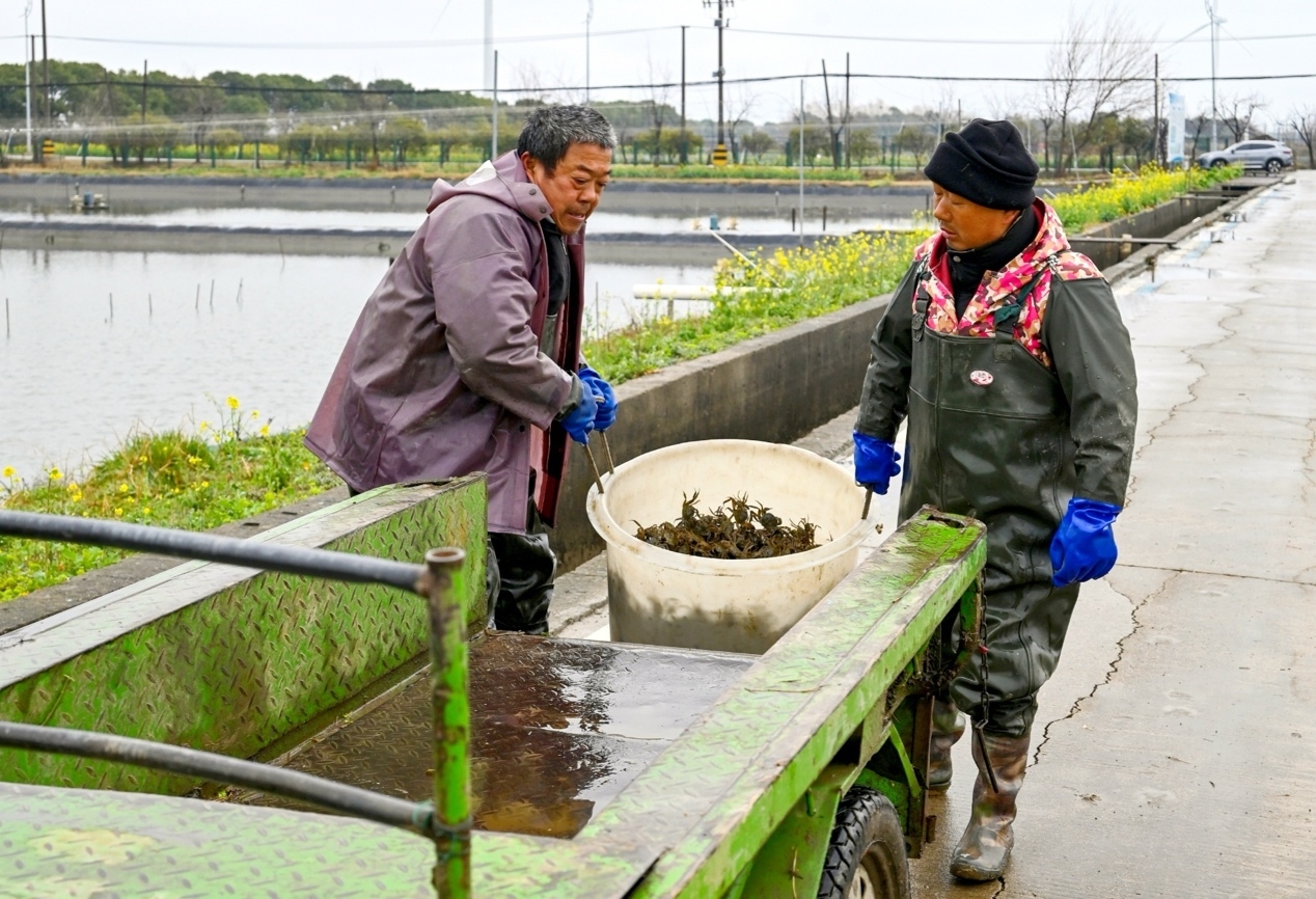 江苏阳澄湖镇：水上春耕忙，蟹苗投放正当时