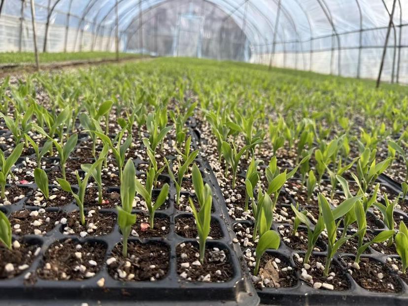 扬州瓜洲镇：走，下地去！春耕“大片”正在上演