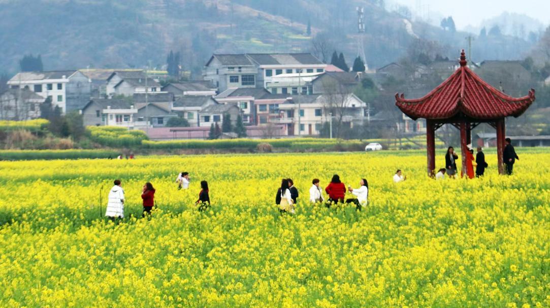 重庆秀山万亩粮油示范基地蹚出传统农业转型新路