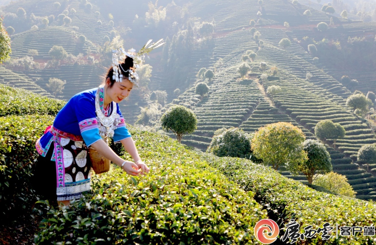 八桂茶香里的科技诗行 八桂茶香里的科技诗行