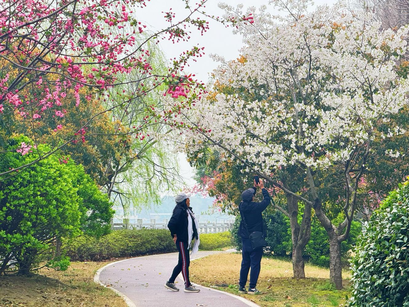 江苏扬州市邗江区瓜洲镇：春风吹暖“花经济” 绘就古渡“好风景”