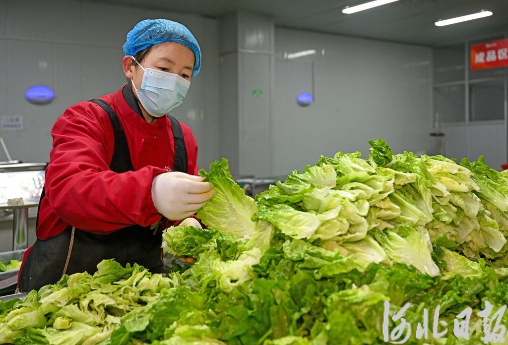 河北推动“河北净菜”进京入津提质扩容 河北推动“河北净菜”进京入津提质扩容