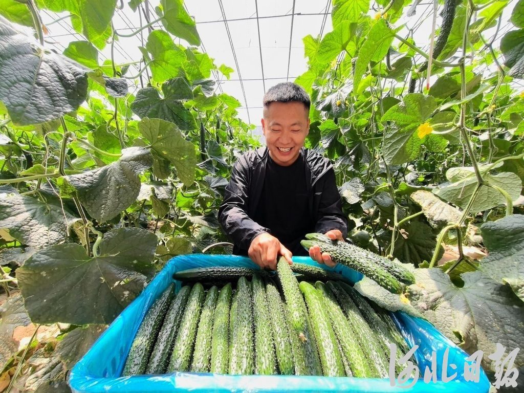 日销40万斤！小黄瓜“闯”进京晋豫