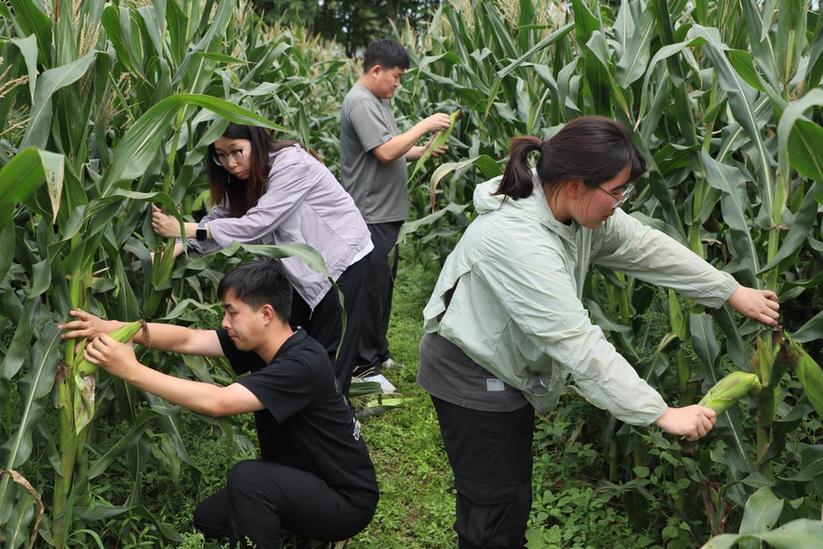 扬州市邗江区瓜洲镇瓜洲村：一根玉米的“升值记”