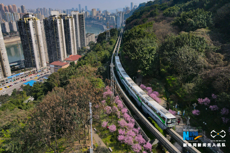 穿越花海开往春天的“山城单轨”