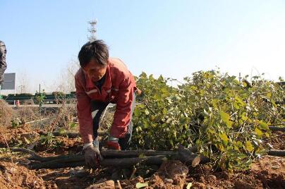 安徽省马鞍山雨山区：宁马高速“四改八”改扩建项目超山村沿线苗木移植顺利