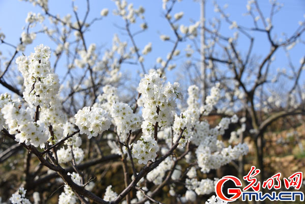 游三峡画廊.赏百里李花 巫山李花节将于3月6日开幕