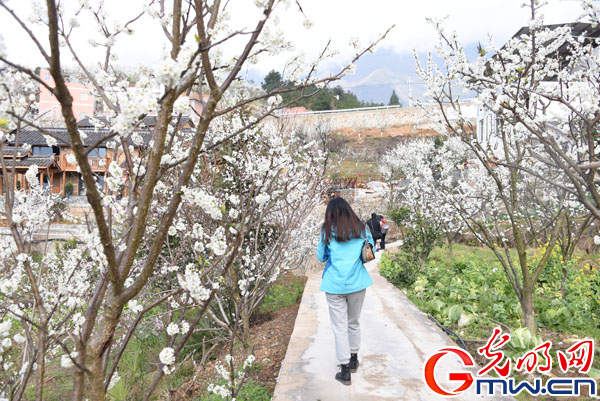 游三峡画廊.赏百里李花 巫山李花节将于3月6日开幕