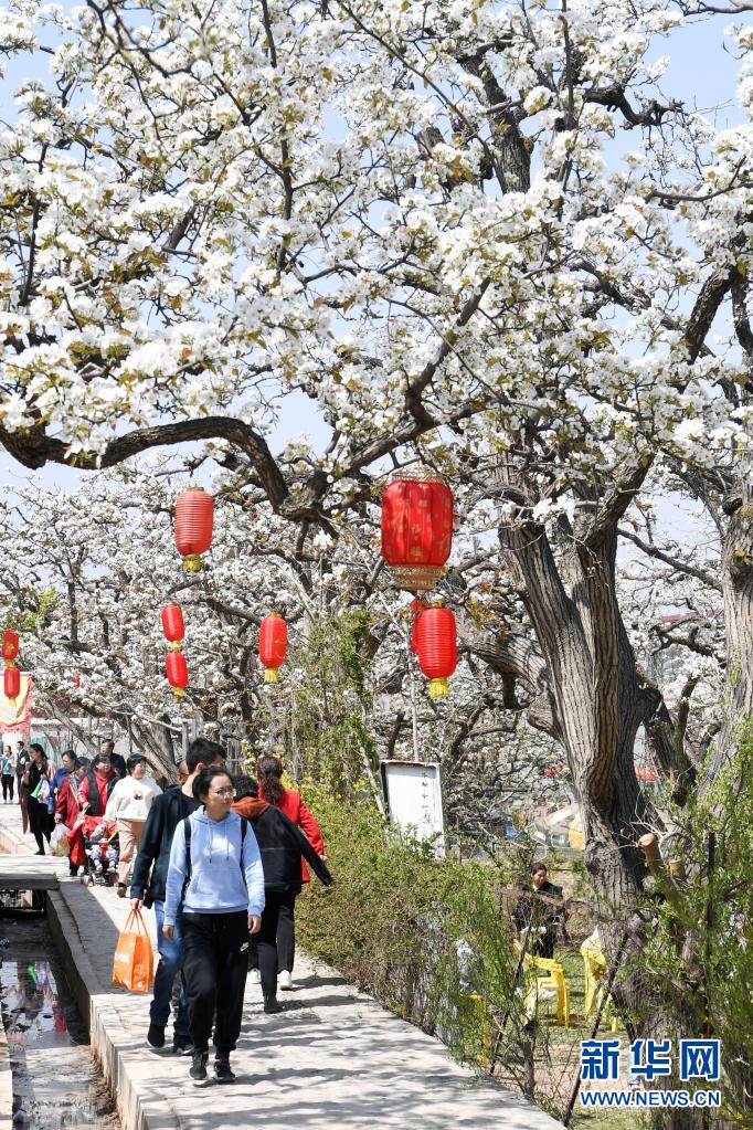 梨园花开引客来