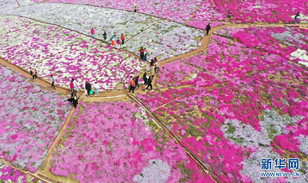 河北迁西：芝樱花海醉游客