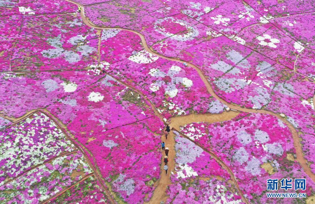 河北迁西：芝樱花海醉游客