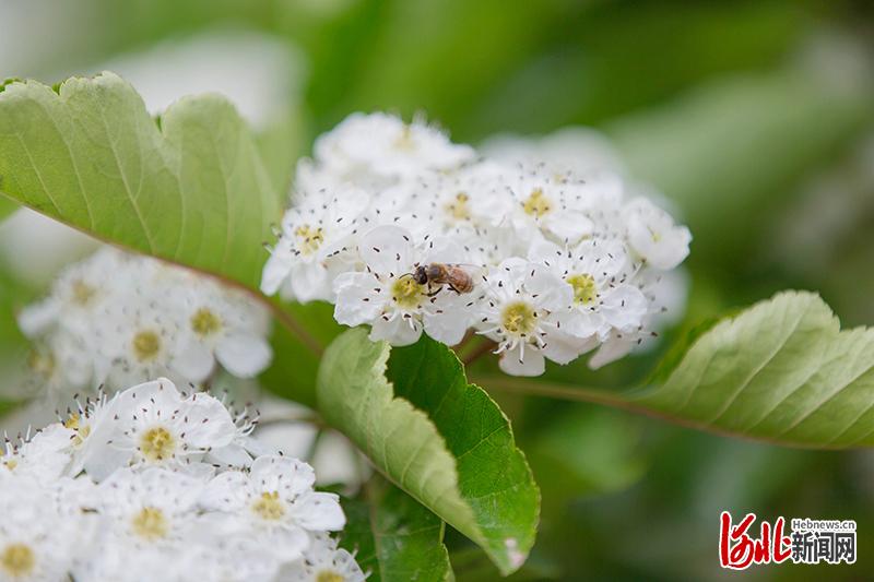 河北清河：山楂花开迎客来