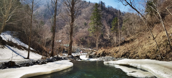 黑龙江凤凰山：山顶积雪未消 山下冰凌花绽放